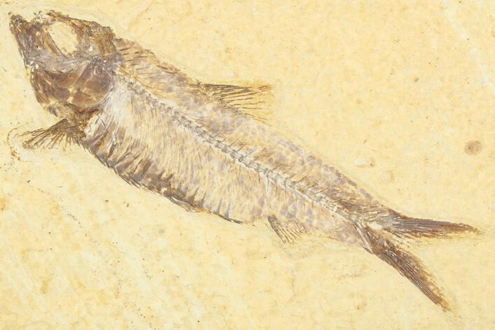 Detailed Fossil Fish (Knightia) - Wyoming #357555